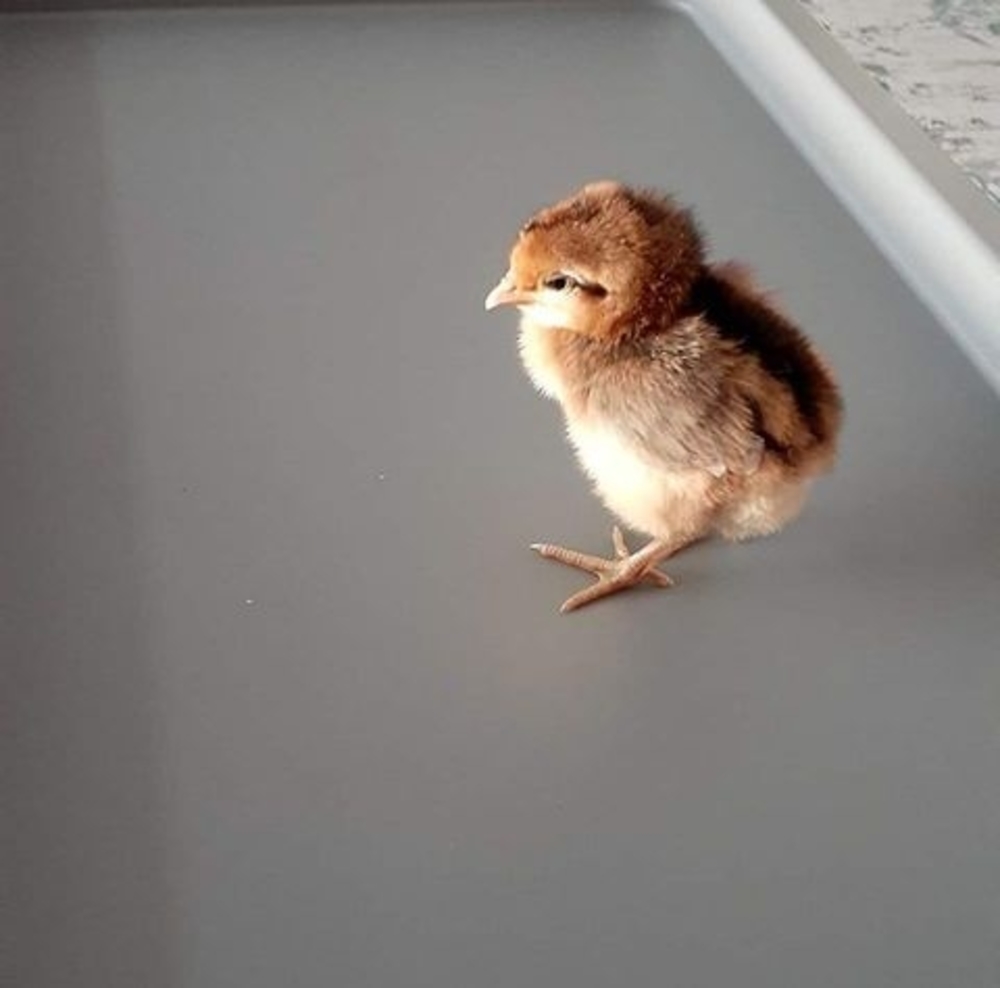 Meet your Posher, Sadik